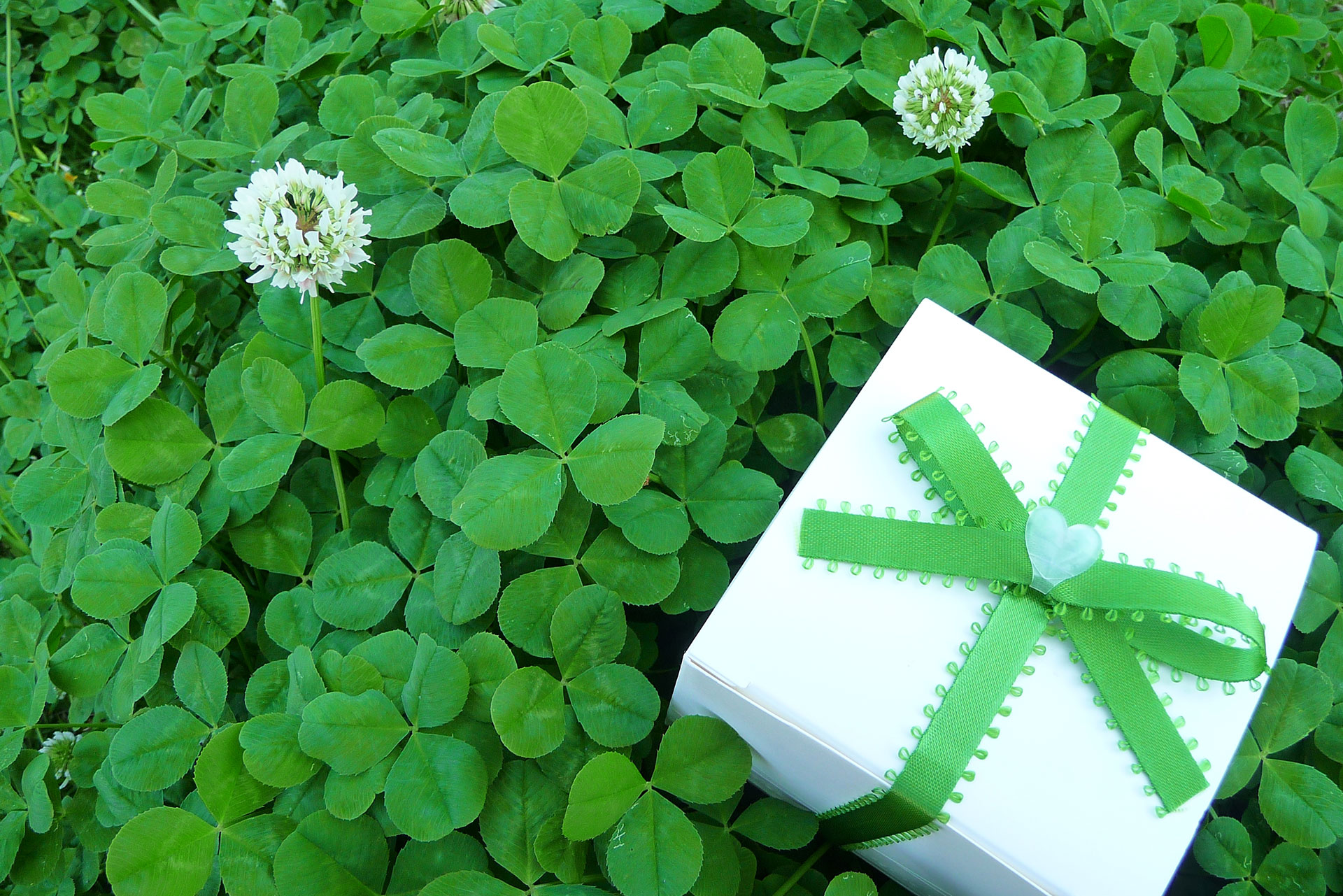 クローバーと緑のプレゼントボックス